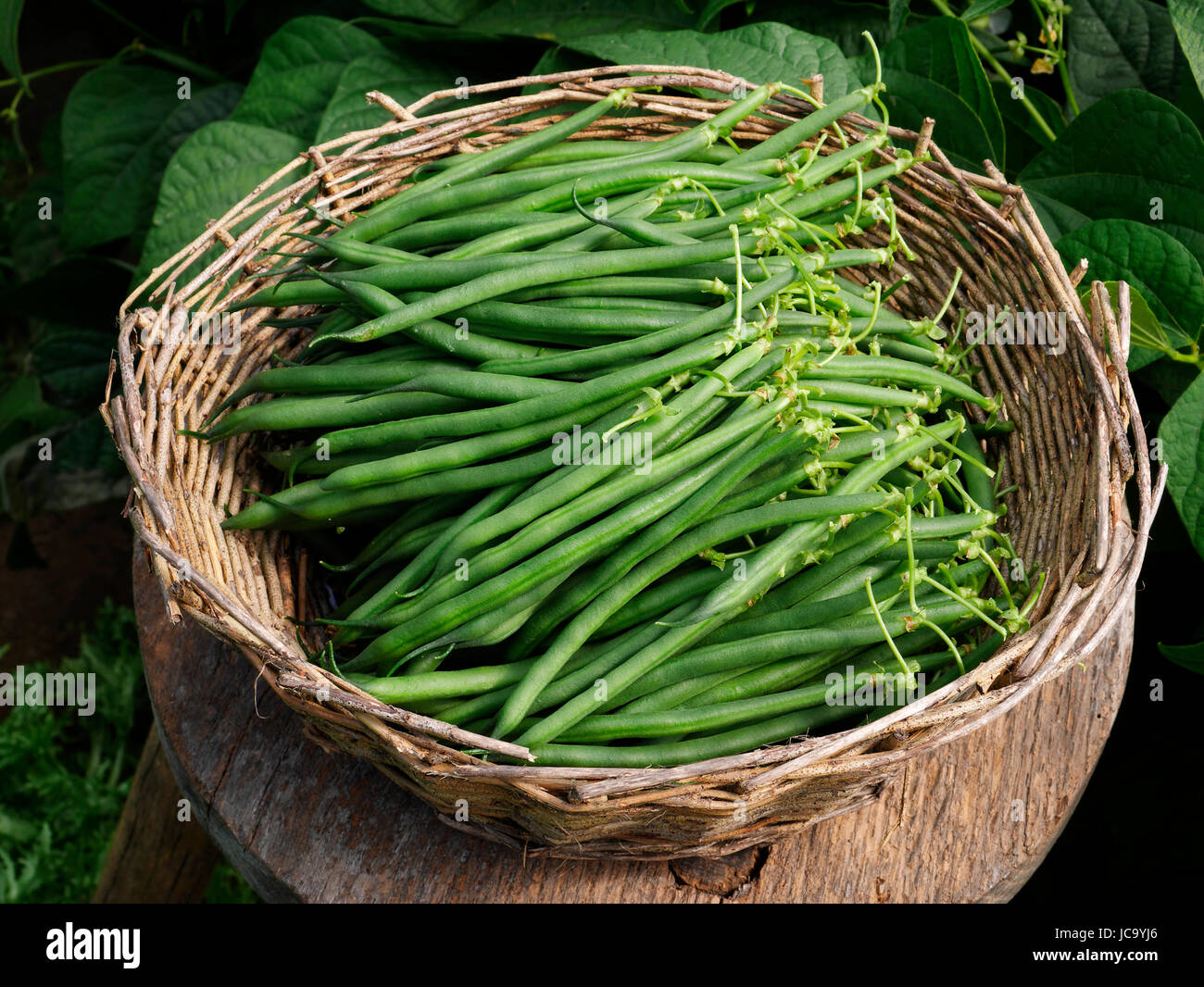 Frische Ernte der grünen Bohnen (Phaseolus Vulgaris). Suzannes Gemüsegarten, Le Pas, Mayenne, Frankreich. Stockfoto