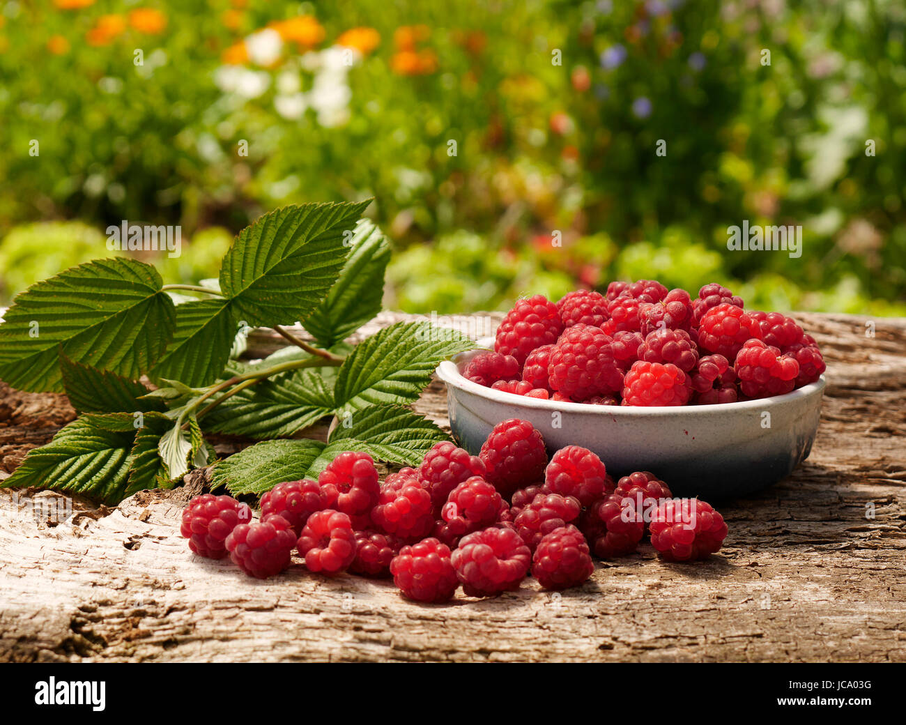 Frische Ernte von Himbeeren (Rubus Idaeus) im Garten. Kleine rote Früchte des Gartens. (Suzanne Gemüsegarten, Le Pas, Mayenne, Frankreich). Stockfoto