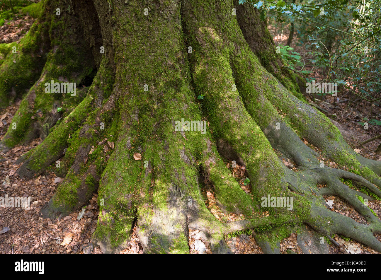 Deutschland, in einem Wald bei Ruhrhoehenweg im Ardey-Gebirge in der Nähe von Witten, Moos auf den Stamm einer alten Buche. Stockfoto