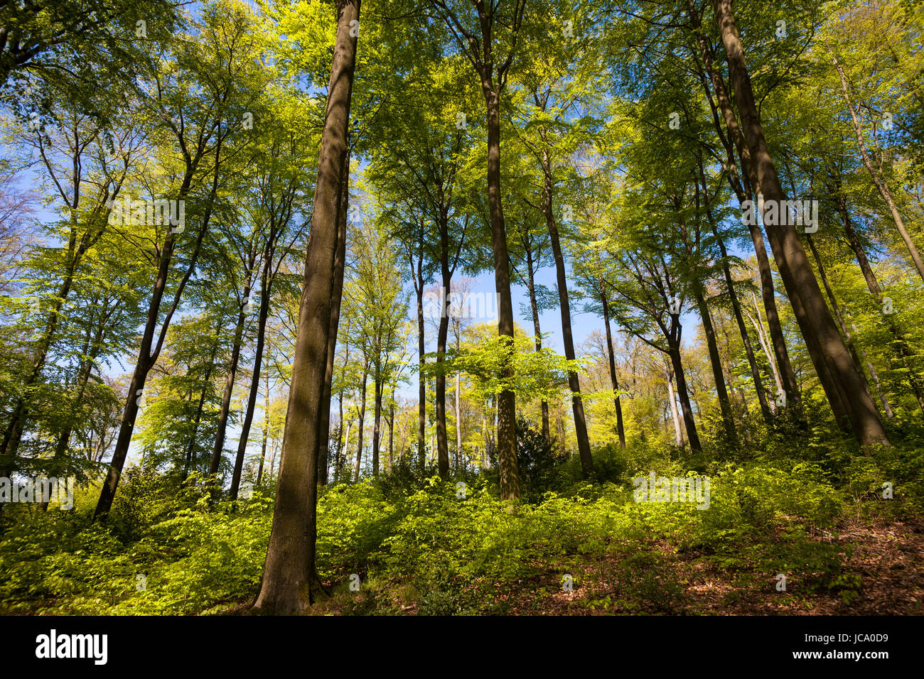 Deutschland, Ruhrgebiet, Frühling in einem Wald bei Ruhrhoehenweg im Ardey-Gebirge in der Nähe von Wetter. Stockfoto