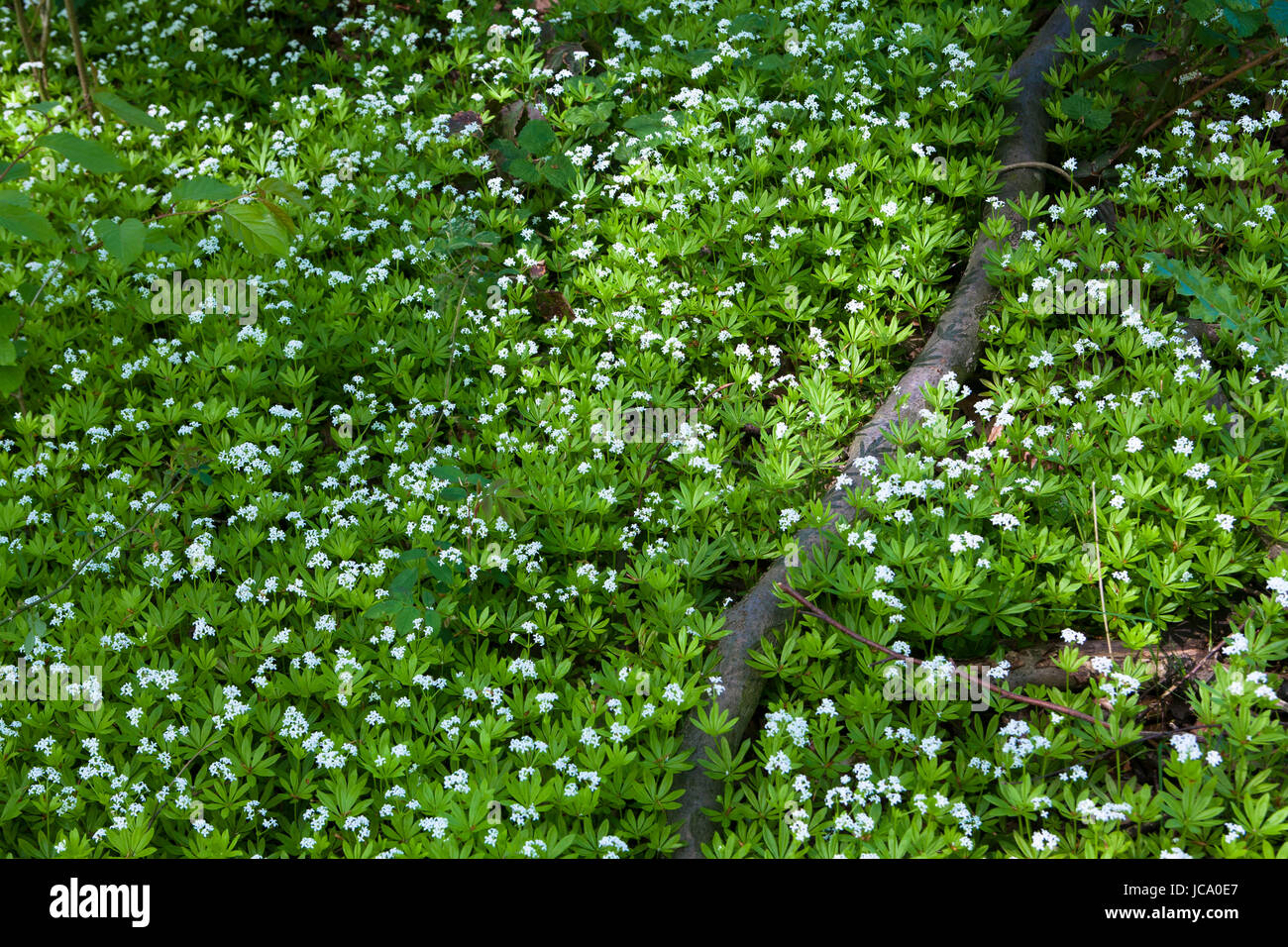 Deutschland, blühende Sweetscented Labkraut (Galium Odoratum). Stockfoto