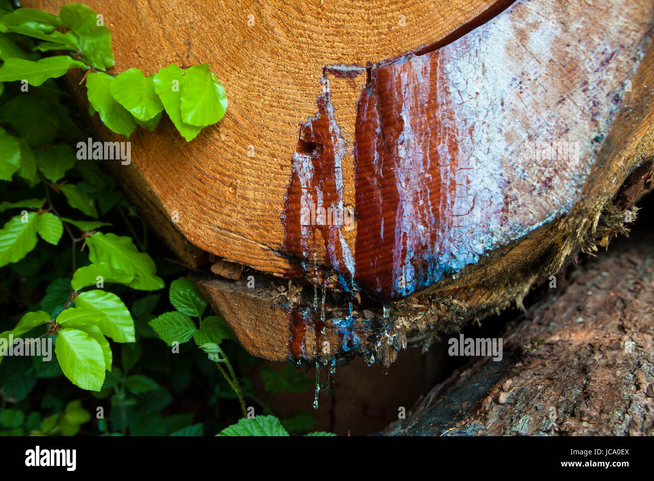 Deutschland, Harz auf einem gefällten Baumstamm von einem Nadelbaum. Stockfoto
