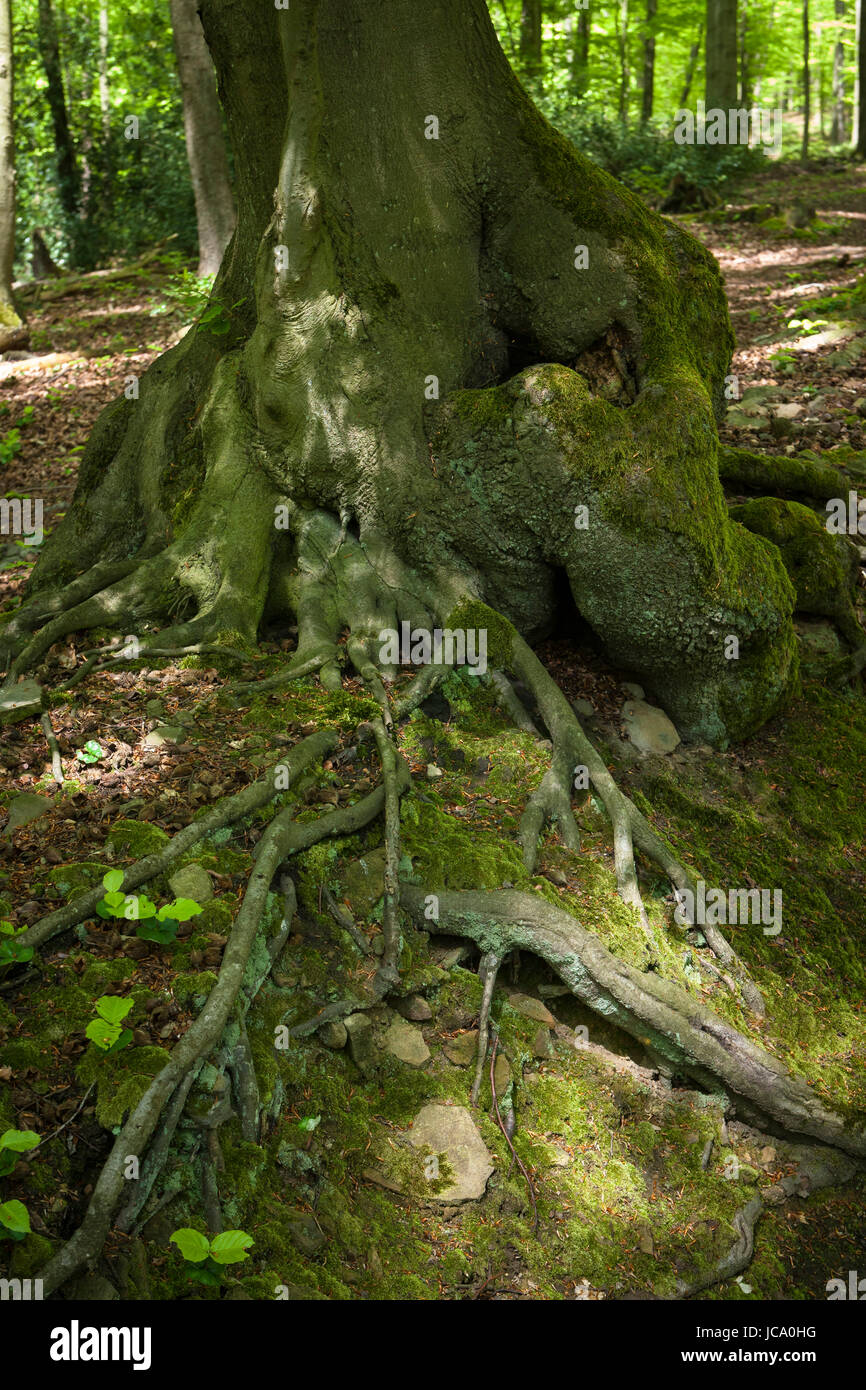 Deutschland, in einem Wald bei Ruhrhoehenweg im Ardey-Gebirge in der Nähe von Witten, Moos auf den Stamm einer alten Buche. Stockfoto