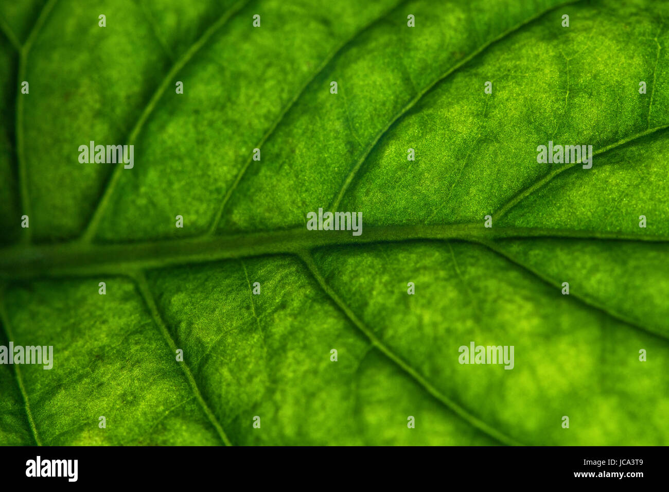 Grünes Blatt Supermakro leuchtenden Farben Stockfoto