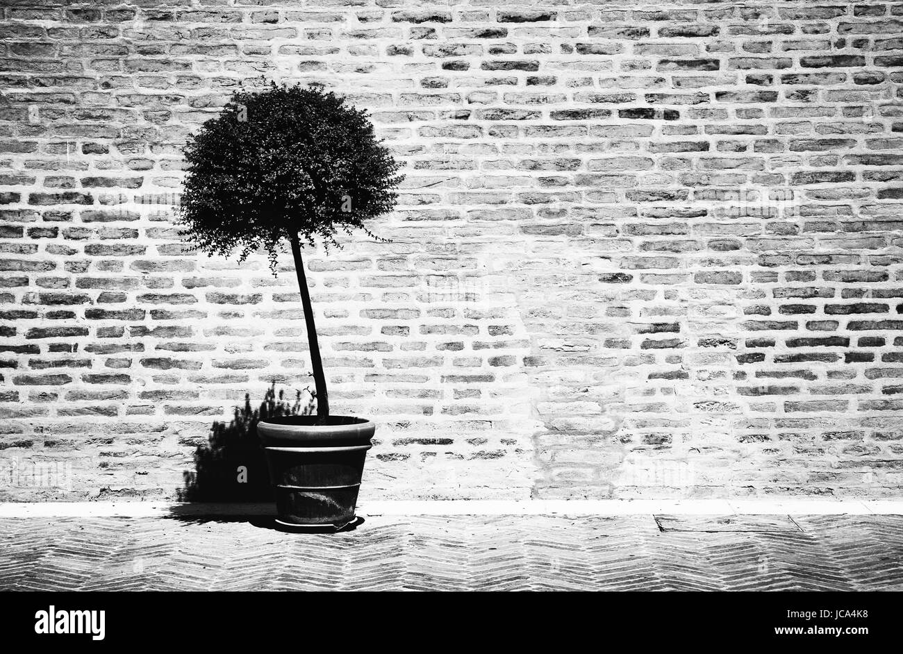 Baum in einem Blumentopf auf Ziegel Wand Hintergrund. Kontrast Schwarz / weiß-Film-Stil-Farben. Stockfoto