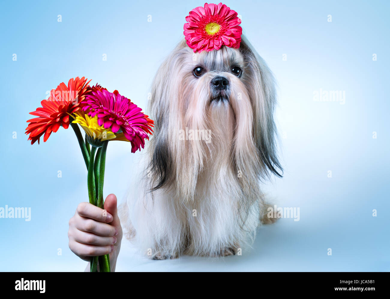 Shih-Tzu Hund mit Bouquet von Blumen Ferienkonzept. Auf blauen und weißen Hintergrund. Stockfoto