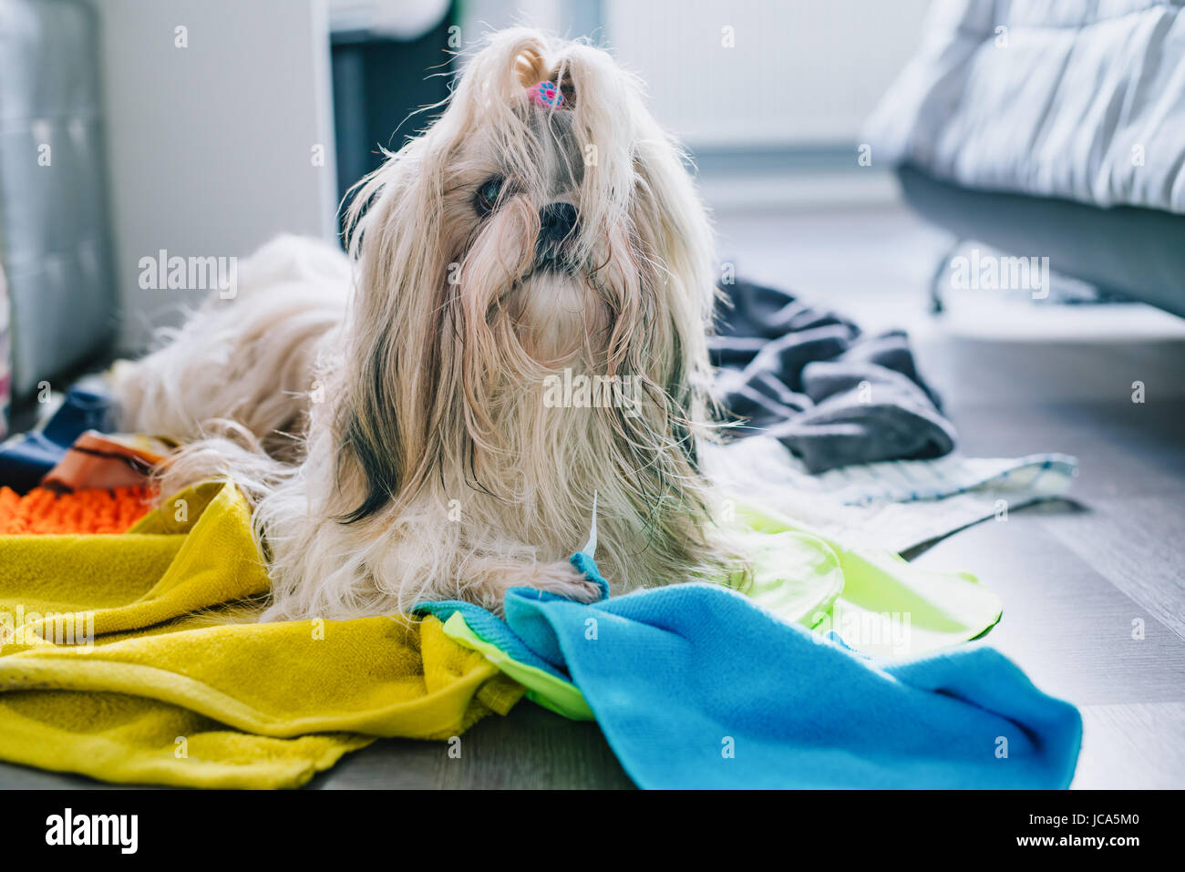 Shih Tzu Hund machen, zu Hause zu verwirren und zu stehlen Lumpen und Handtücher Stockfoto