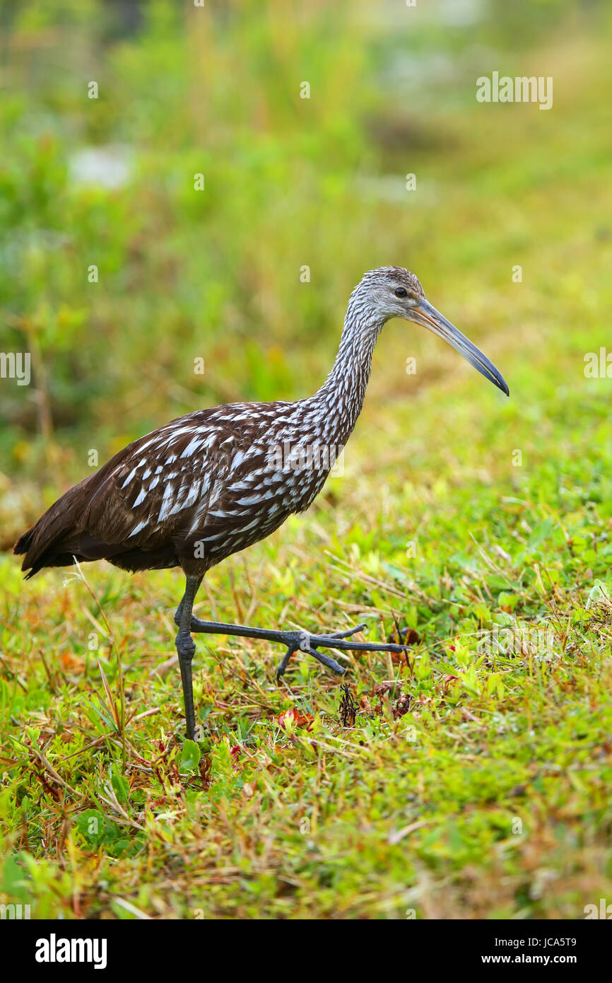 Limpkin (Aramus Guarauna) im Everglades National Park, Florida Stockfoto