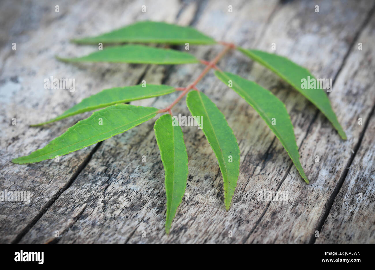 Curryblätter auf Holz- Oberfläche Stockfoto