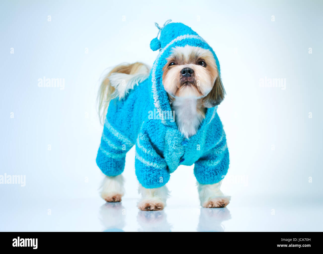 Shih Tzu Hund in blaue Strickpullover. Auf hellen weißen und blauen Hintergrund. Stockfoto