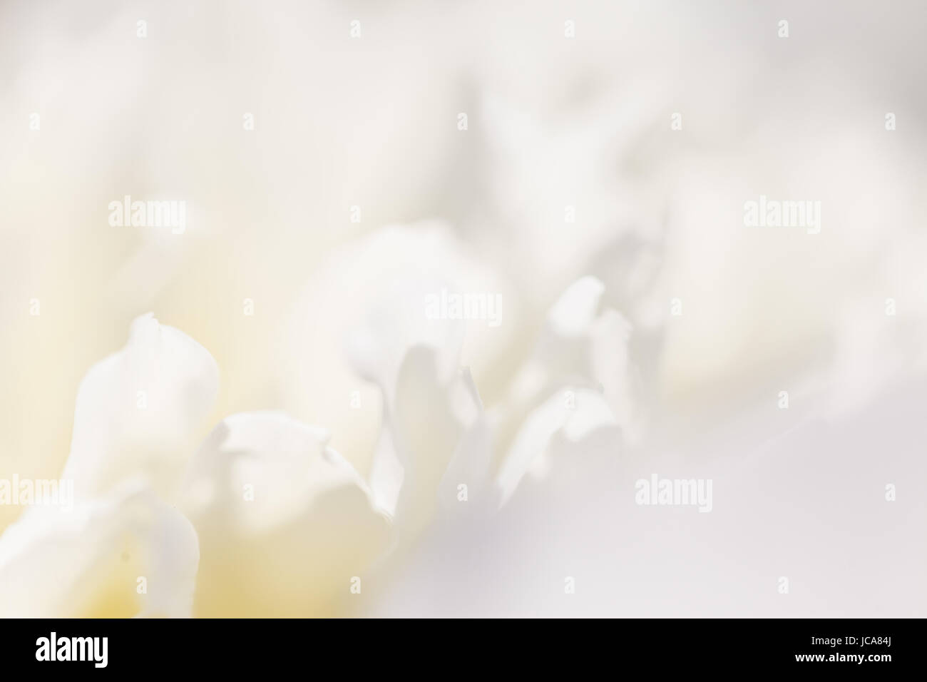 Weißen Hintergrund aus Blumen. Weißen Hintergrund aus Blumen Stockfoto