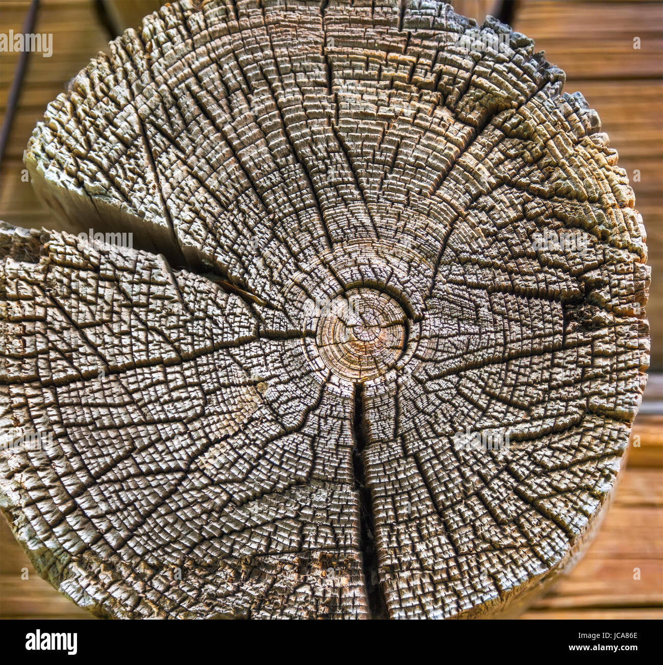 Holz-Textur des Schnittes Baumstamm, close-up Stockfoto