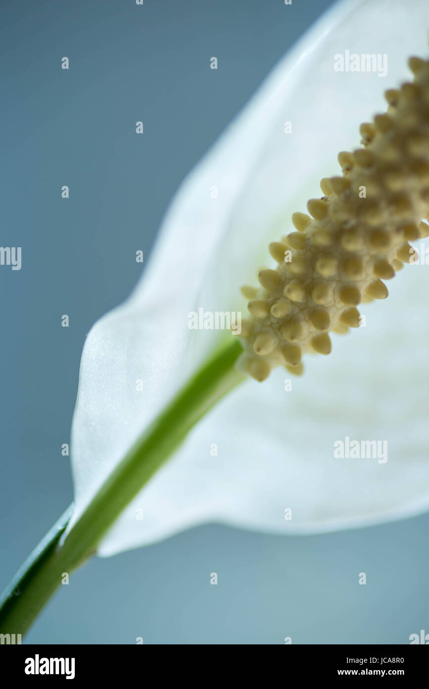 Juni blüht Stockfoto