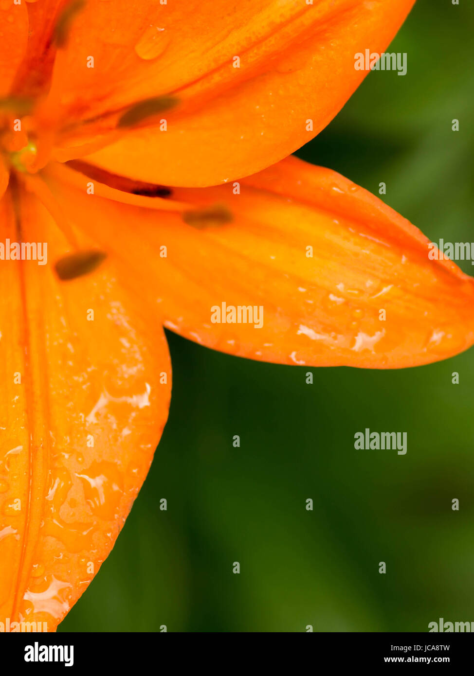 Juni blüht Stockfoto