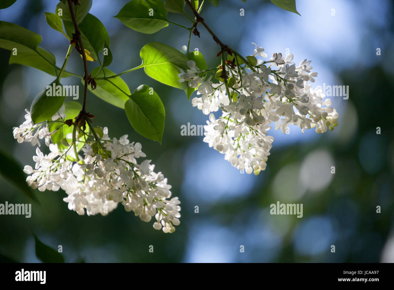 Weiße Flieder Baum blüht im Frühjahr Stockfoto