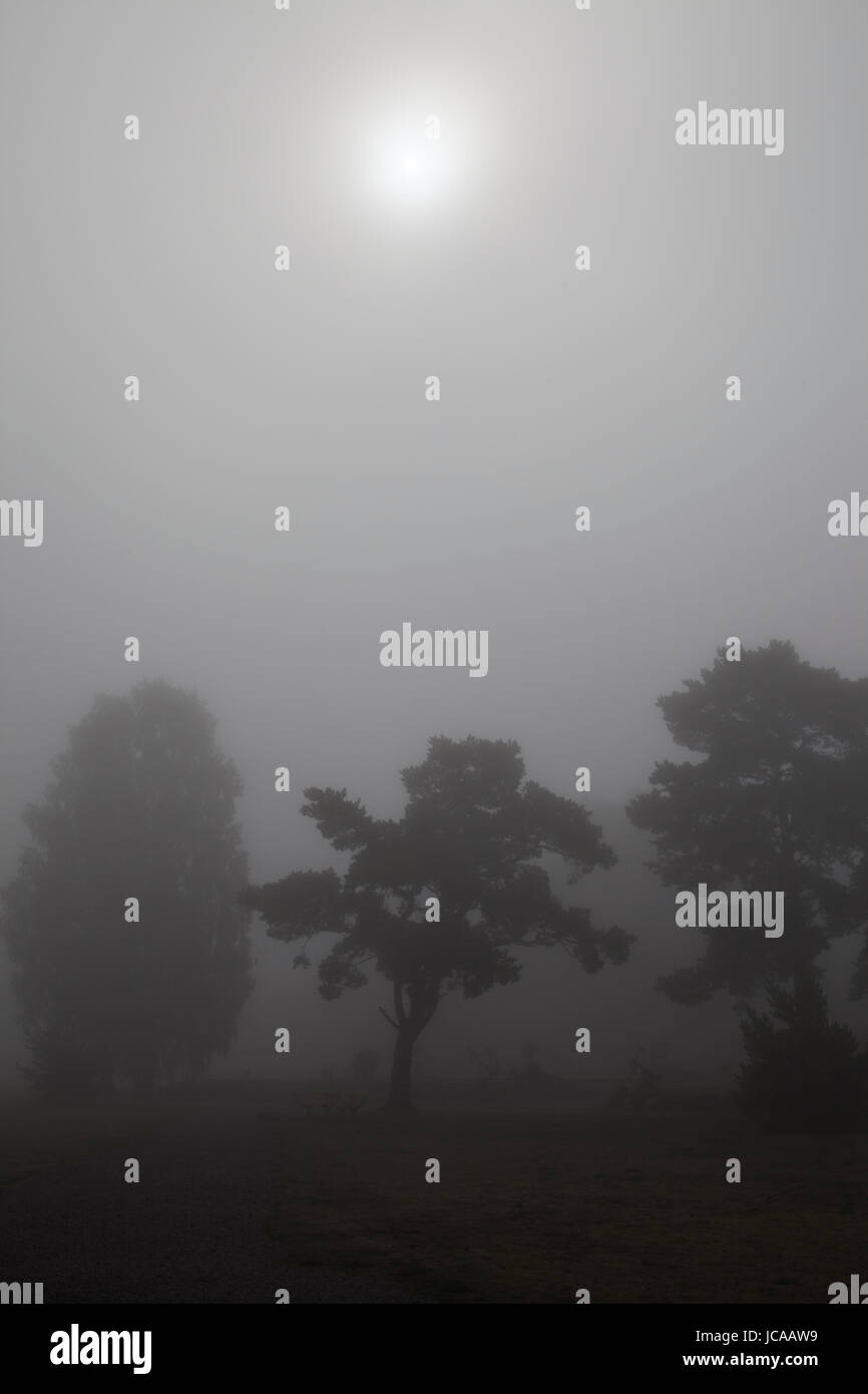Bäume im Nebel auf der Insel Uto, Stockholms län, Schweden Stockfoto