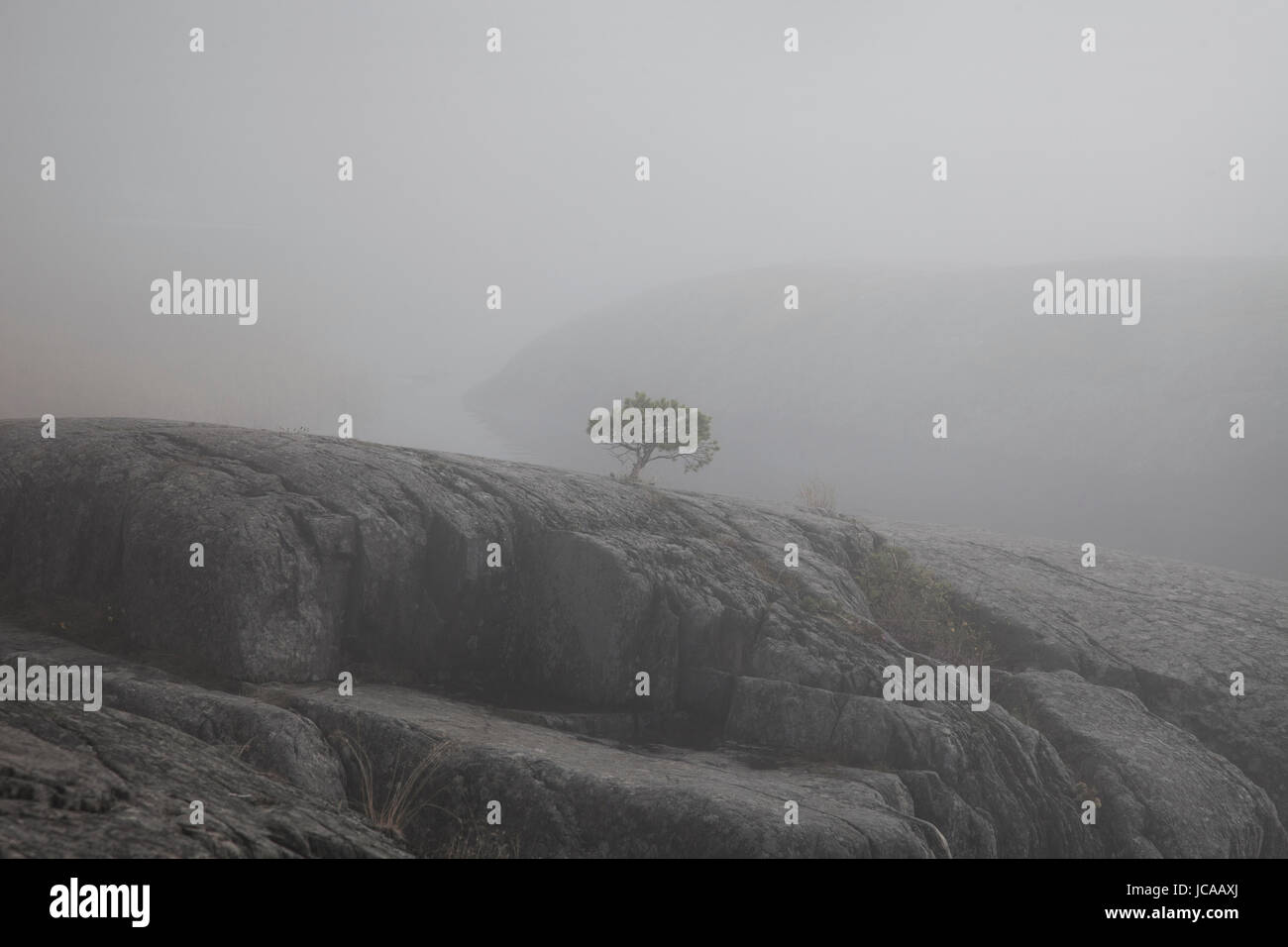 Zwerg Baum auf felsigen Ufer im Nebel. Insel uto, Stockholm, Schweden. Stockfoto