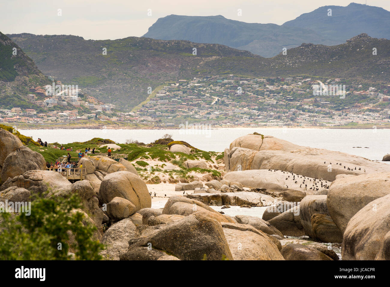 CAPE TOWN, SOUTH AFRICA - SEPTEMBER 1: nicht identifizierten Personen anzeigen die afrikanischen Pinguine (Spheniscus Demersus) auf 1. September 2015 in Kapstadt, Süd Stockfoto