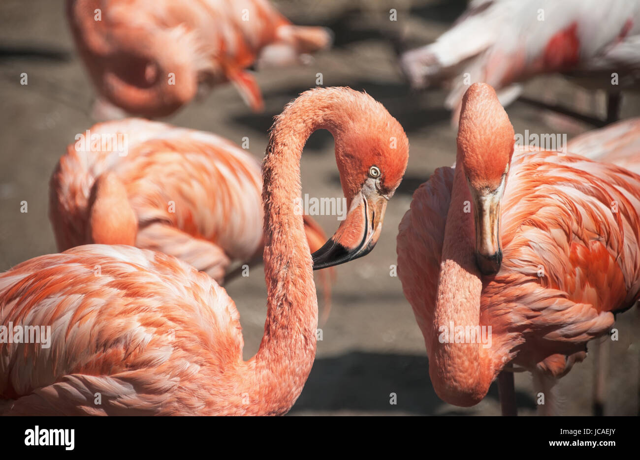 Zwei große rosa Flamingo Closeup. Stockfoto
