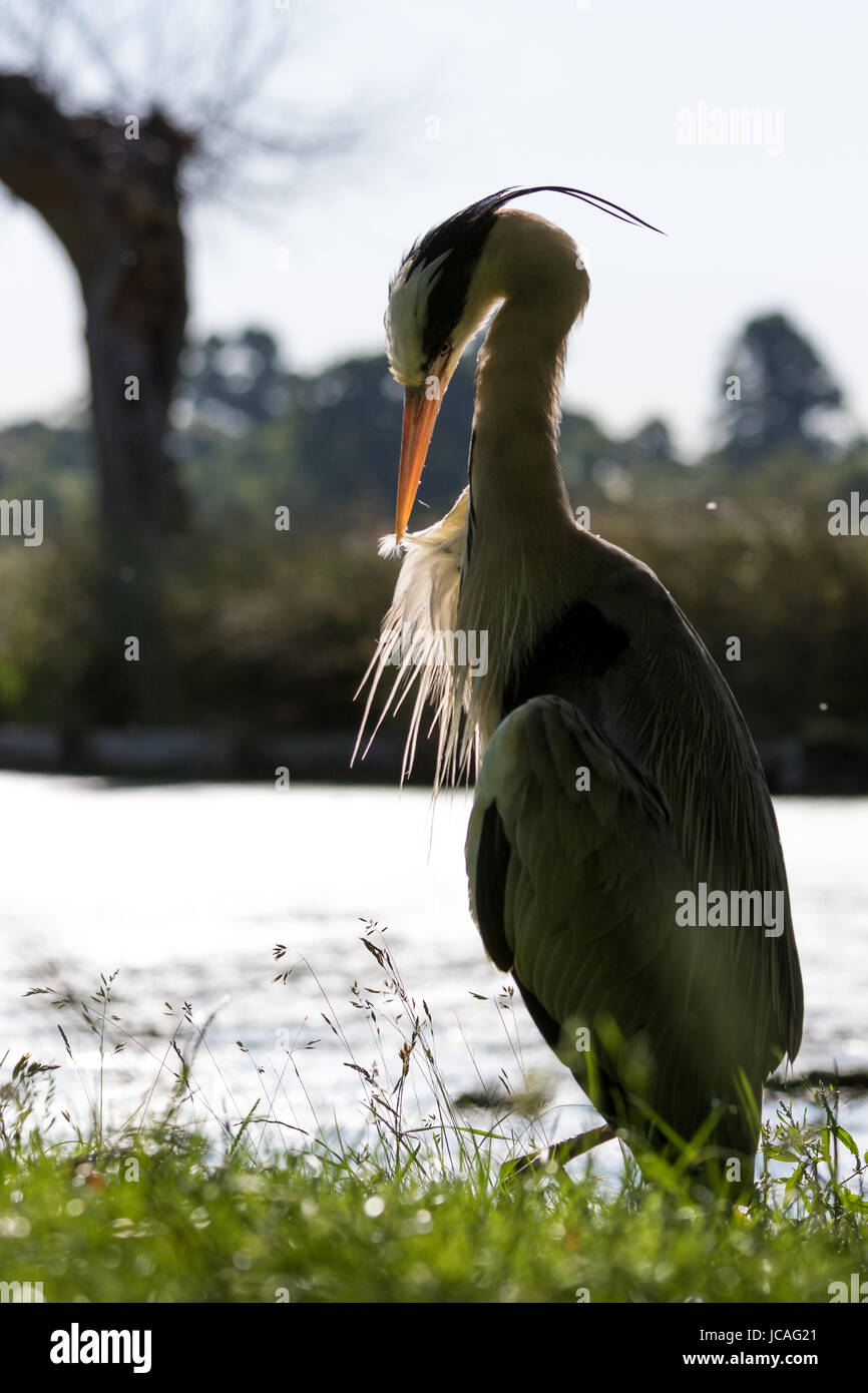 Graureiher putzen sein Gefieder von einem See in Bushy Park, West London, UK Stockfoto