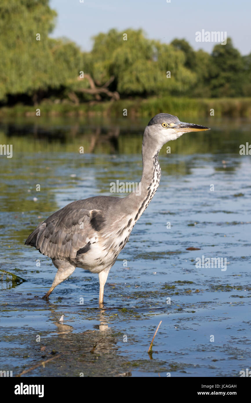 Graureiher juvenile Wandern in einem See in Bushy Park, West-London, UK Stockfoto