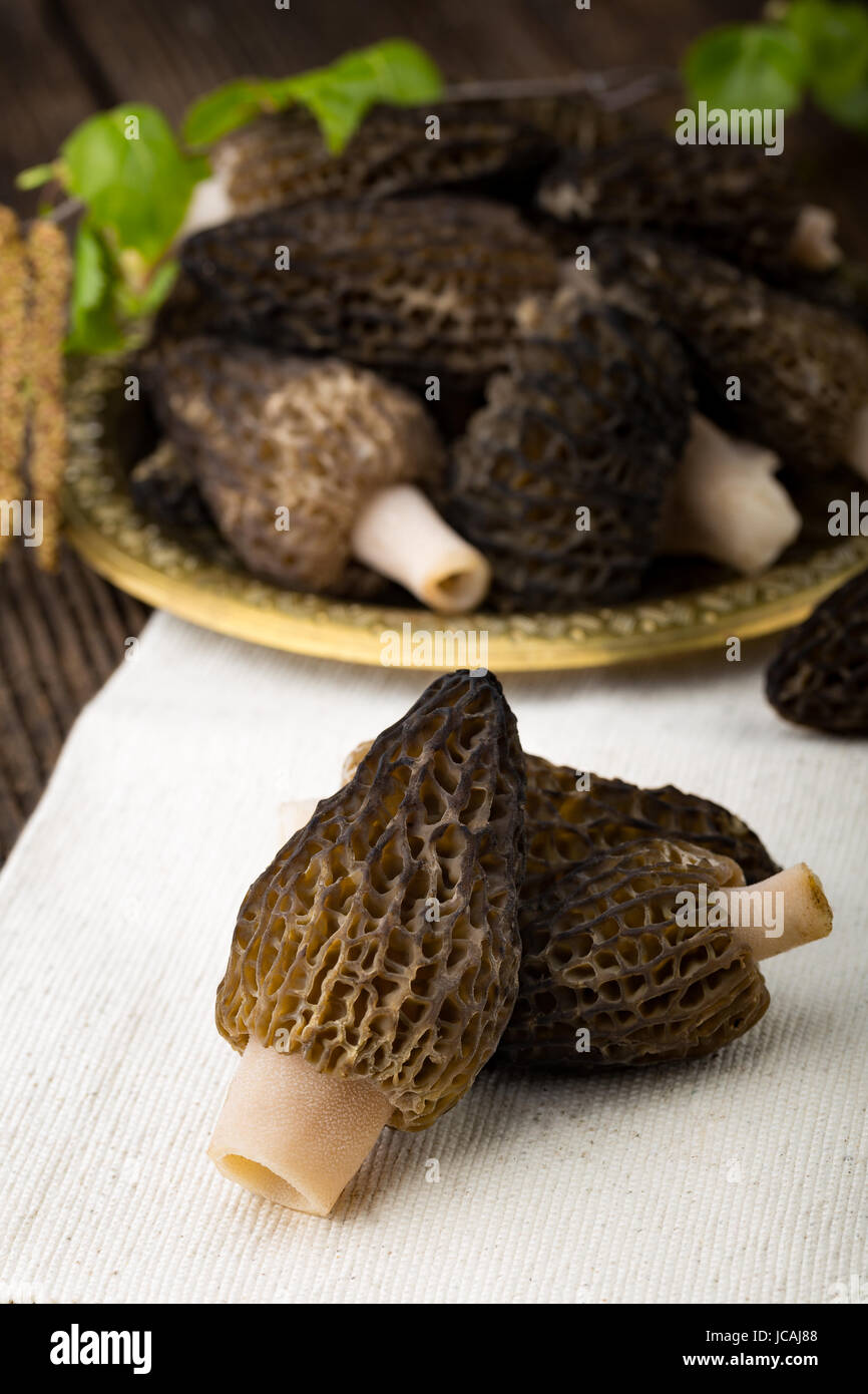 Frische Morchella Conica aus Hölzern, bereit zum Kochen. Saisonale ...