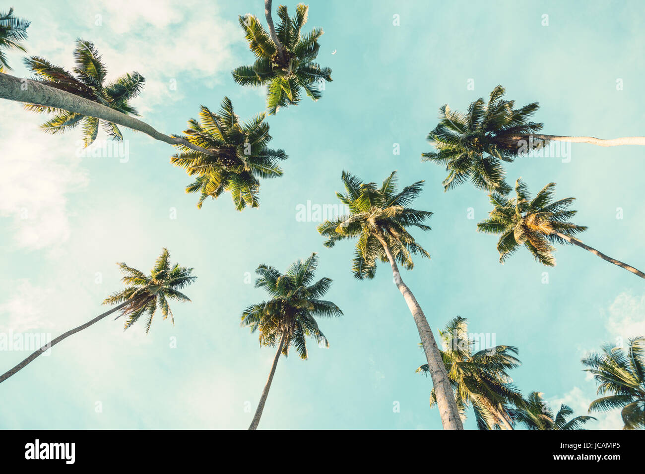 Kokospalme auf Himmelshintergrund.   Niedrigen Winkel Ansicht. Getönten Bild Stockfoto
