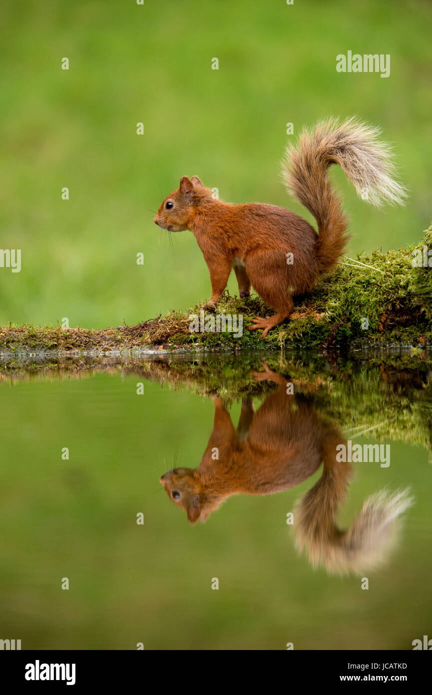 Eichhörnchen von% Pool Stockfoto