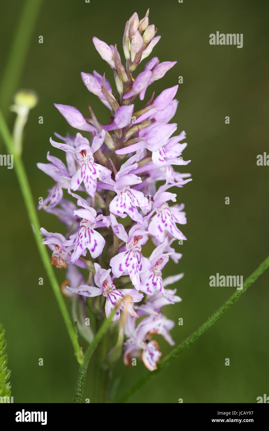 Gemeinsame gefleckte Orchidee - lateinischen Namen "Dactylorhiza Fuchsii' - Flowerhead auf eine offene Ebene am Rande eines Waldes im Hochsommer blühen. Stockfoto