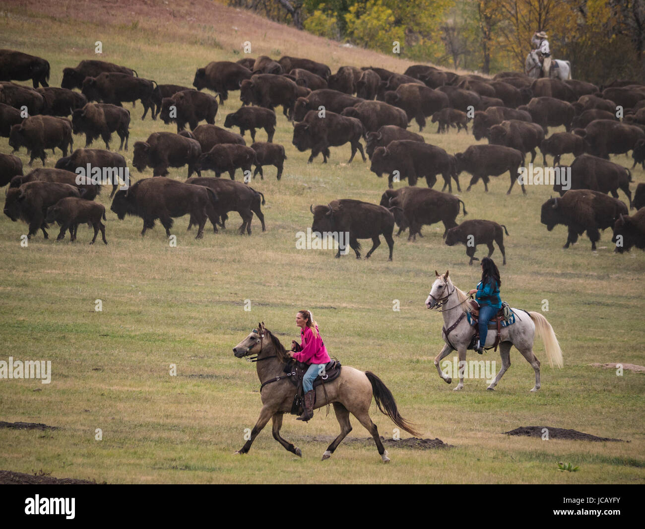 Fahrer wechseln die Bison Herde, Custer Buffalo Roundup, Custer State Park in South Dakota. Stockfoto