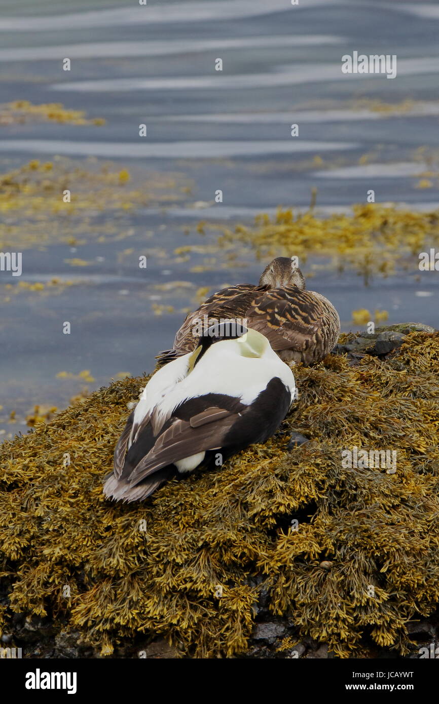 Paar von Eiderenten, nehmen es einfach am Ufer des Loch Flotte in Sutherland; Schottland Stockfoto