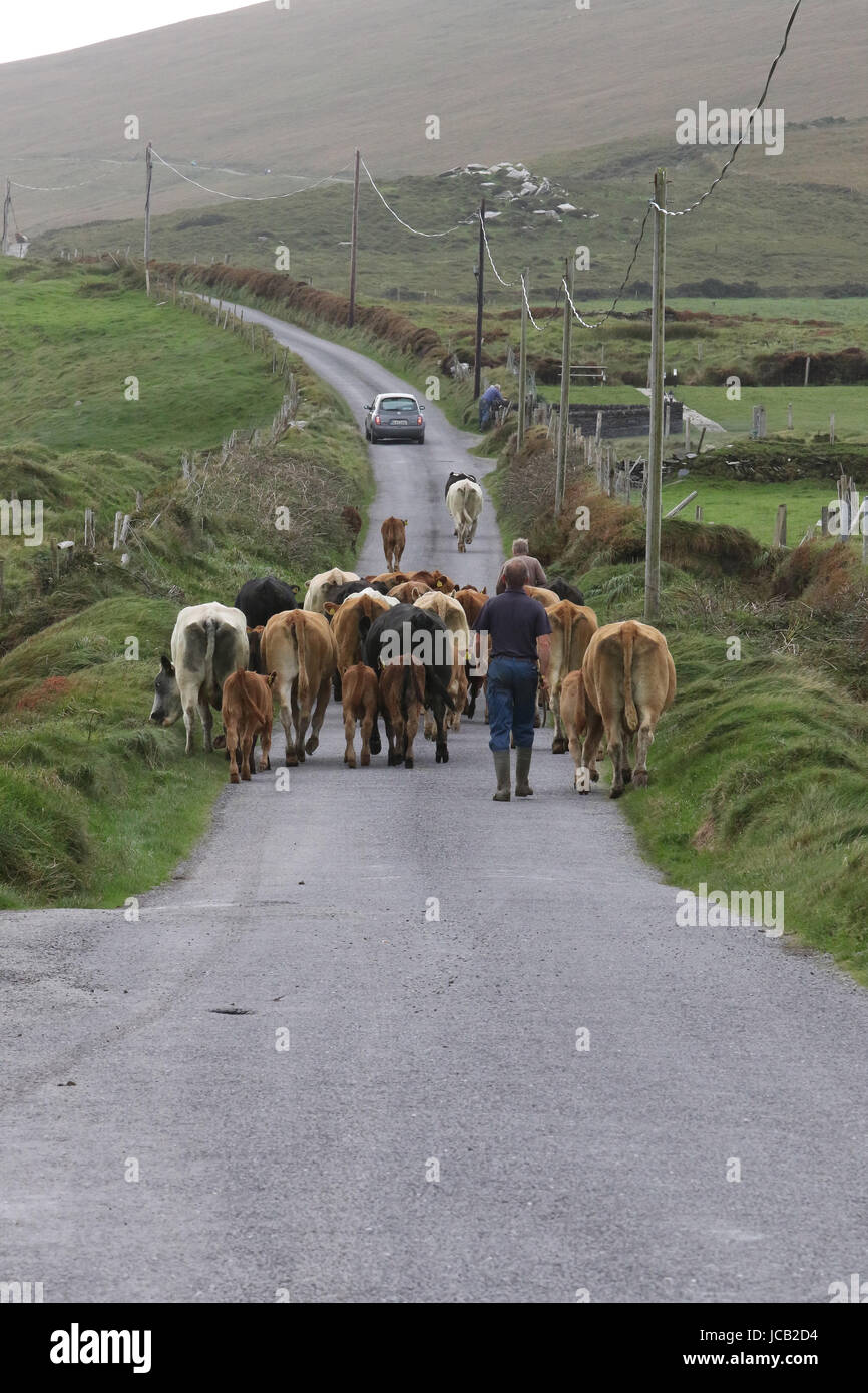 Herde von Kühen auf einer Landstraße in County Kerry, Irland. Stockfoto