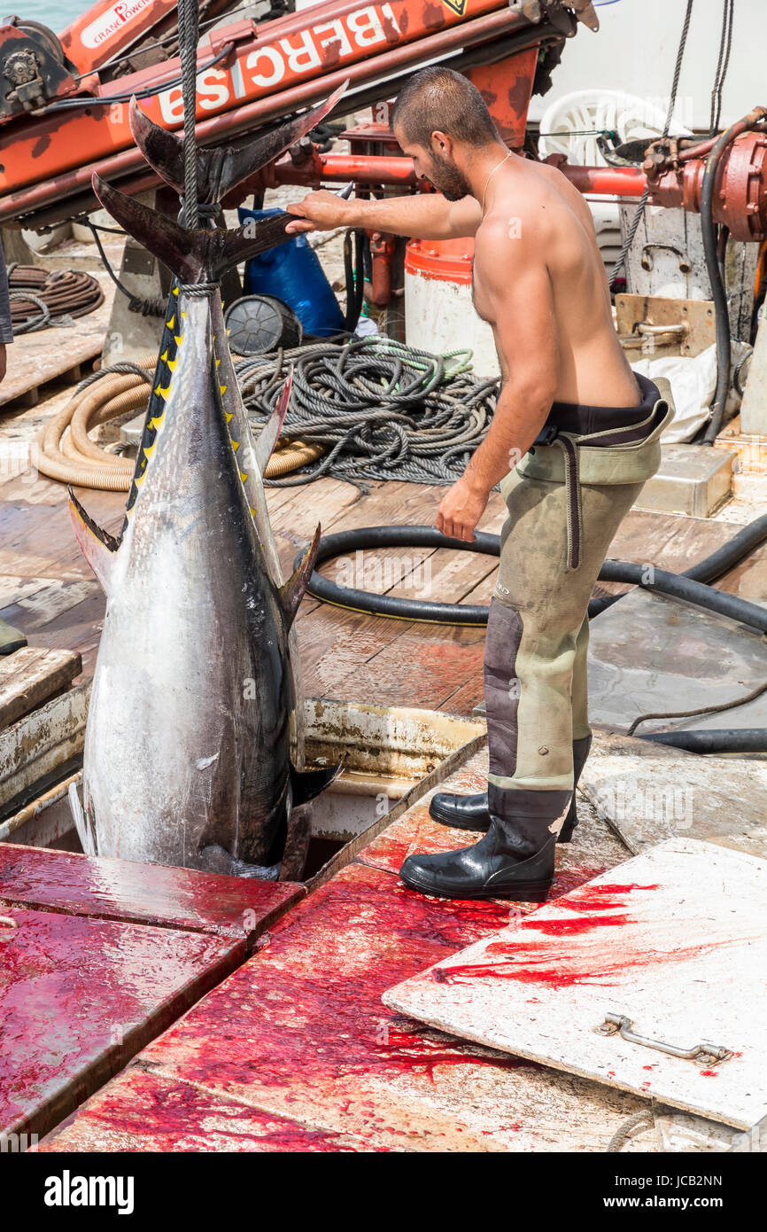 Fischer entladen Atlantic Bluefin Thunfisch der Almadraba Labyrinth net System am Hafen Pier gefangen. Barbate, Cádiz, Andalusien, Spanien. Stockfoto