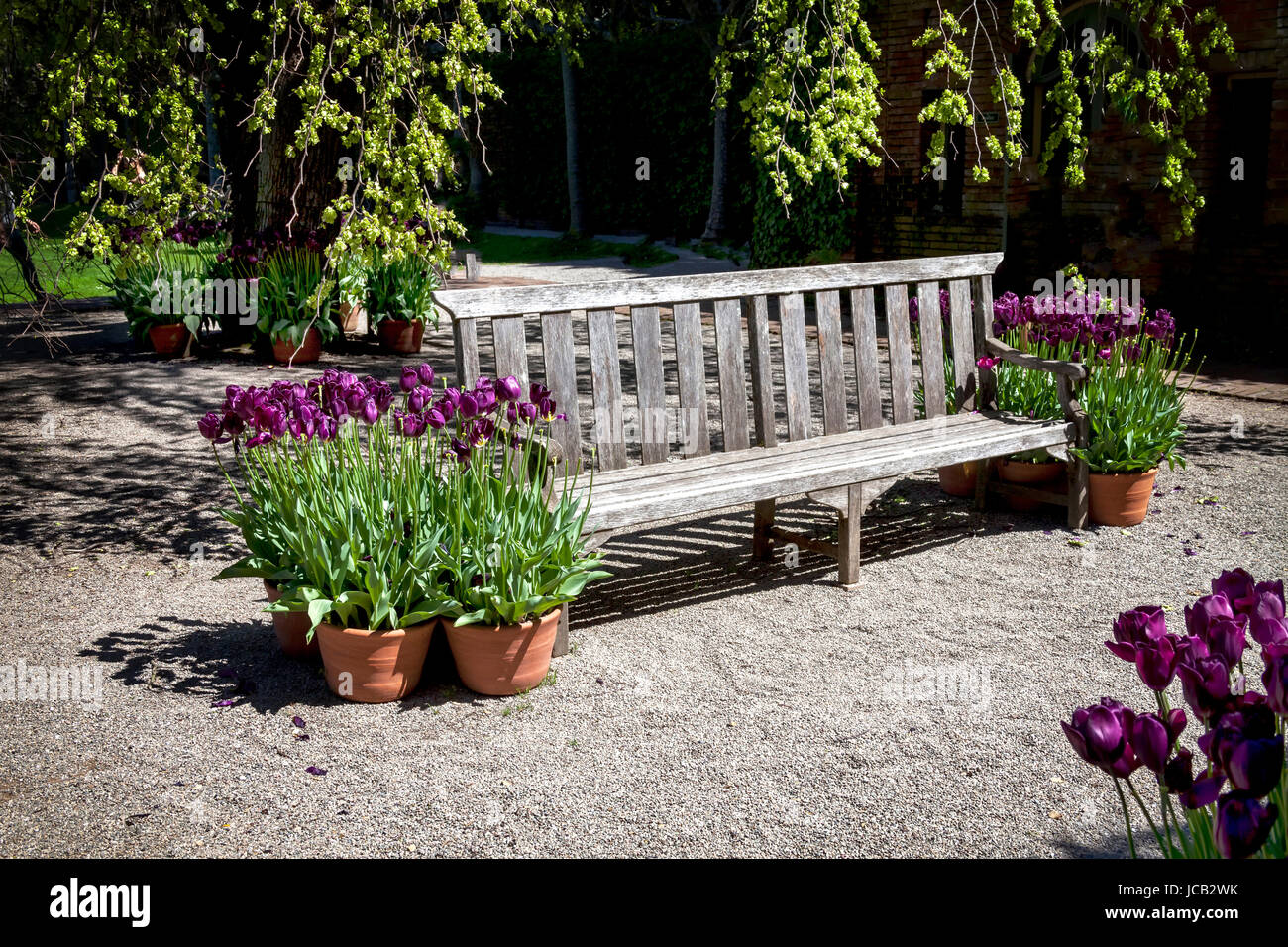 Diese Bank befindet sich in einem formalen botanischen Garten. Der Garten vorhanden frisch blühende violette Tulpen, die überall im Park zu finden. Stockfoto