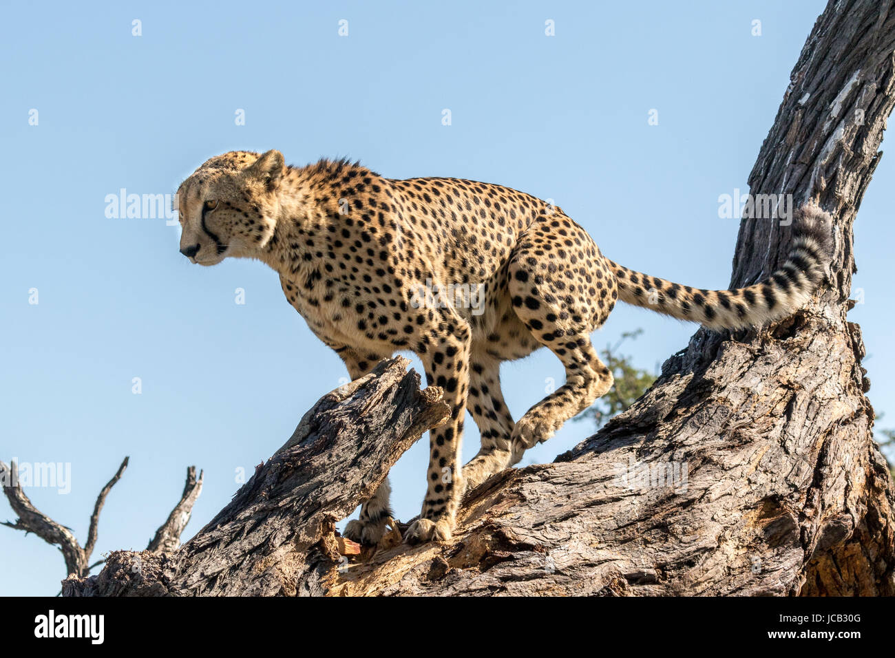 Gepard sein Revier markieren Stockfoto