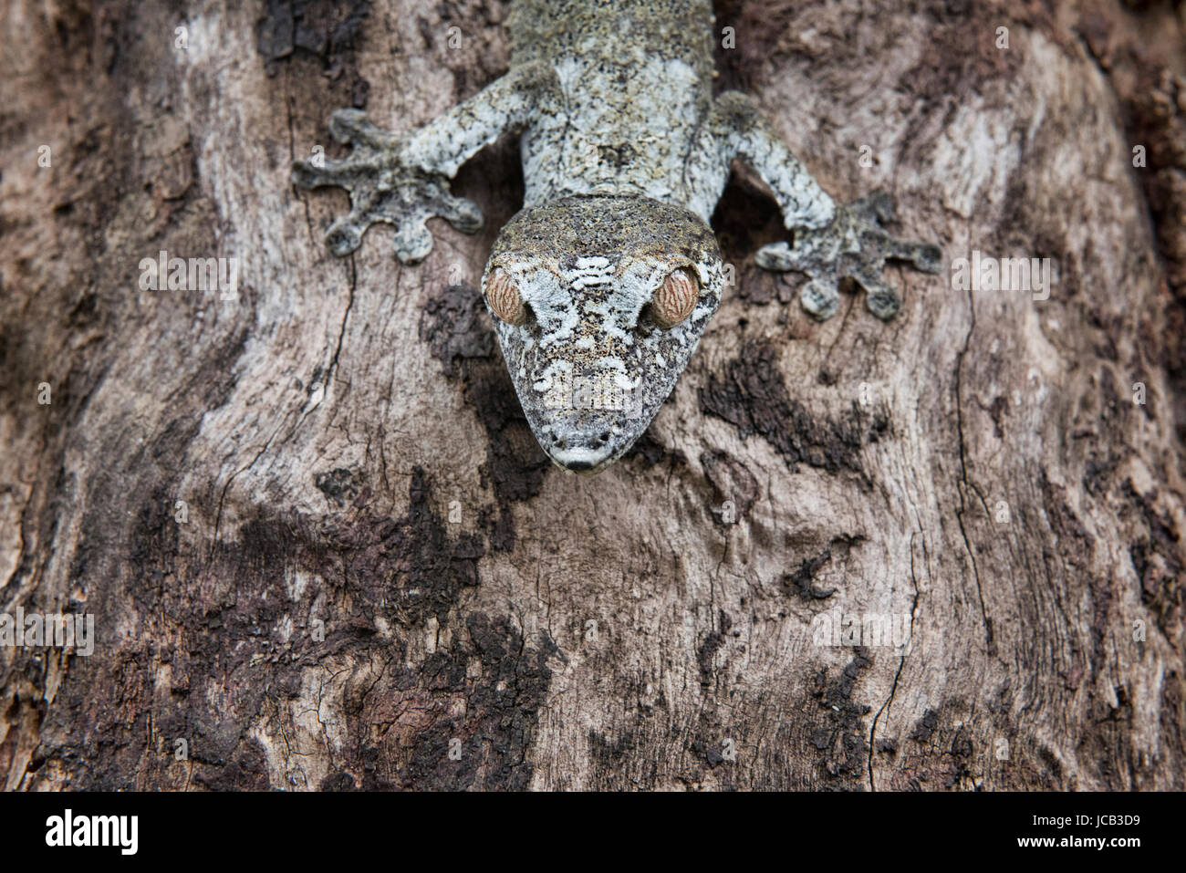 Moosigen Blatt-tailed Gecko (Uroplatus Sikorae), Andasibe-Mantadia Nationalpark, Madagaskar Stockfoto