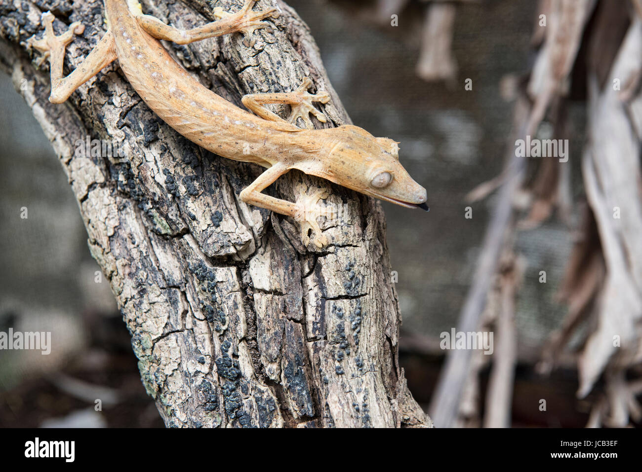 Uroplatus Lineatus Gecko Andasibe-Mantadia Nationalpark, Madagaskar Stockfoto