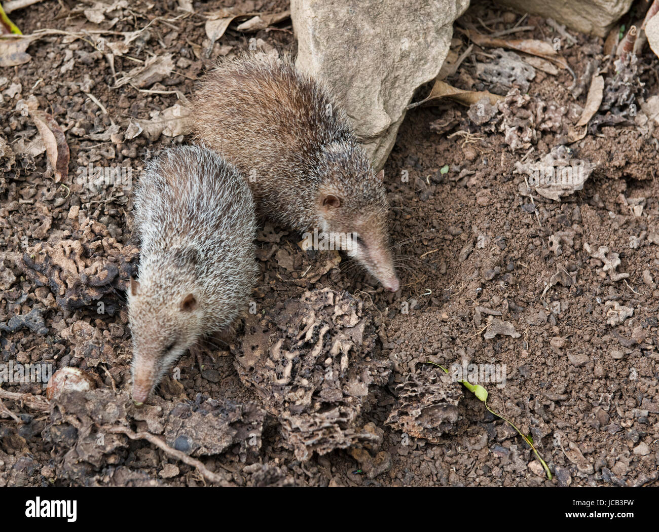 Tenrec ecaudatus Fotos und Bildmaterial in hoher Auflösung Alamy