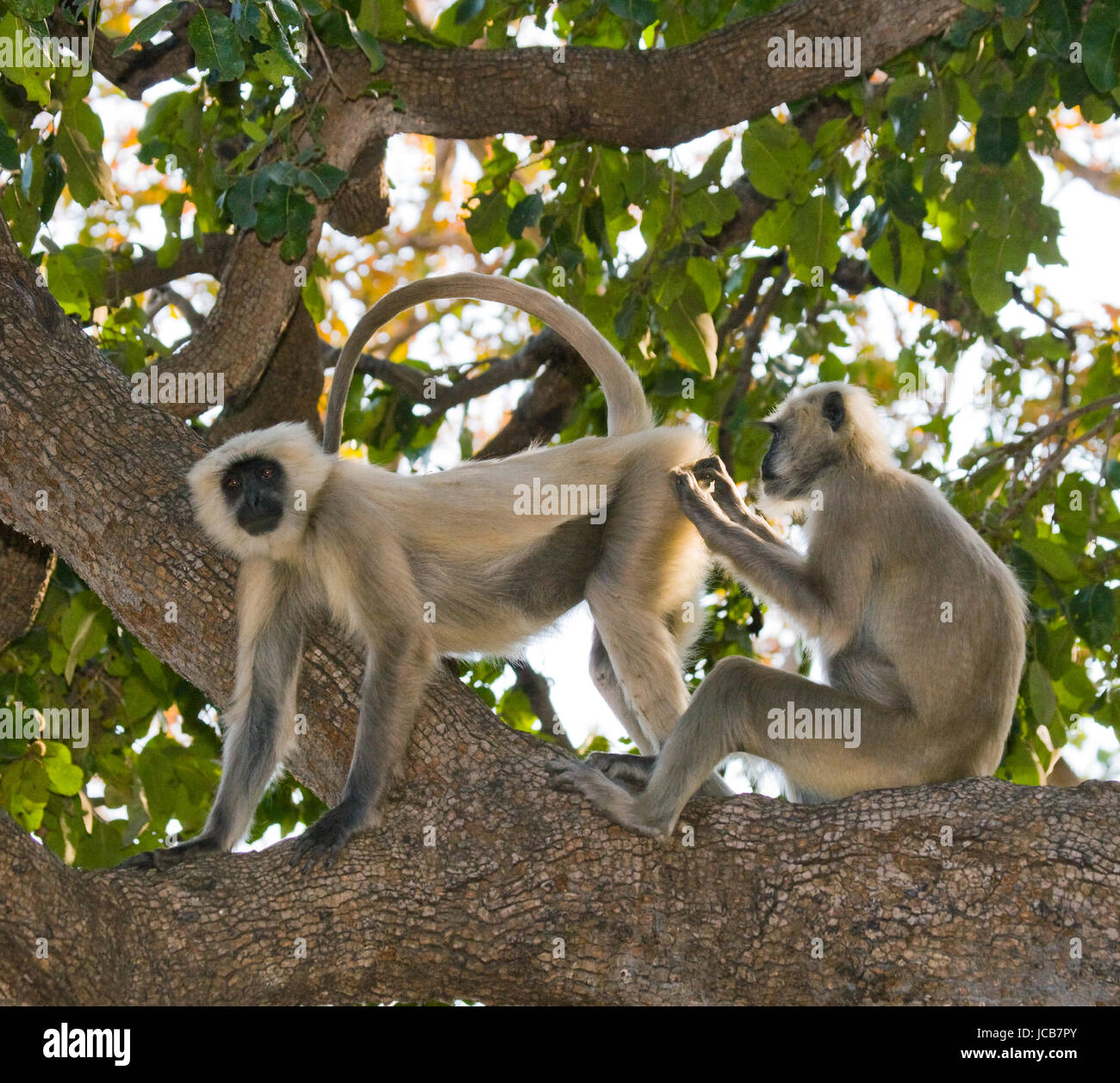 Zwei Langur-Affen sitzen auf dem Baum. Indien. Nationalpark. Stockfoto