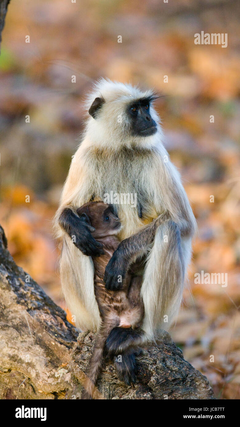 Mutter und Baby Langur Affe auf einem Baum. Indien. Nationalpark. Stockfoto