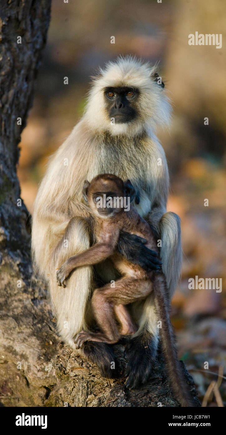 Mutter und Baby Langur Affe auf einem Baum. Indien. Nationalpark. Stockfoto