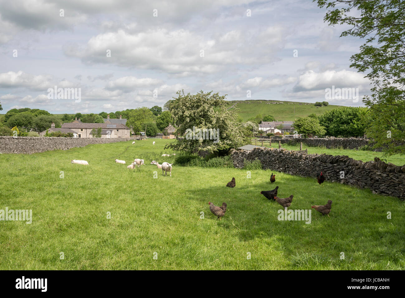 Vieh im Felder am Stadtrand von Litton, einem Dorf im Peak District, Derbyshire, England. Stockfoto