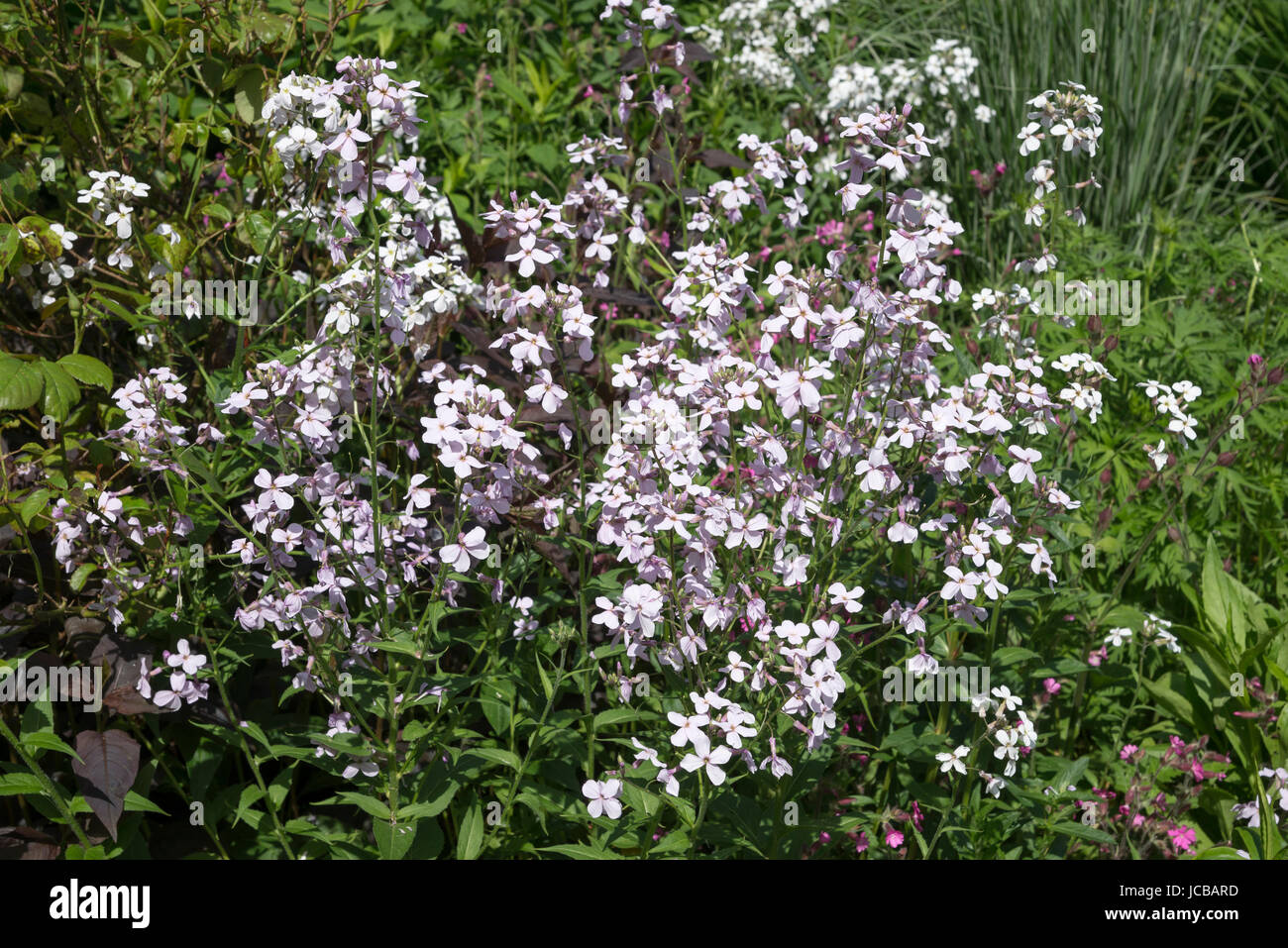 Hesperis Matronalis (Dames violett, süß Rakete) in einem englischen Landhaus Garten blühen. Stockfoto