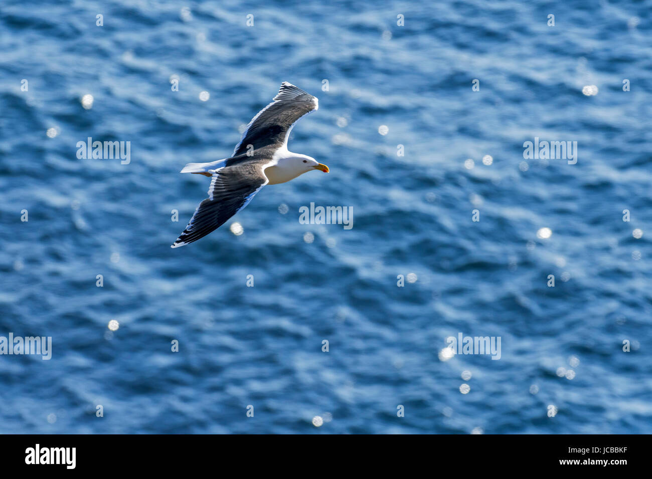 Weniger schwarz-unterstützte Möve (Larus Fuscus) im Flug über dem Meerwasser Stockfoto