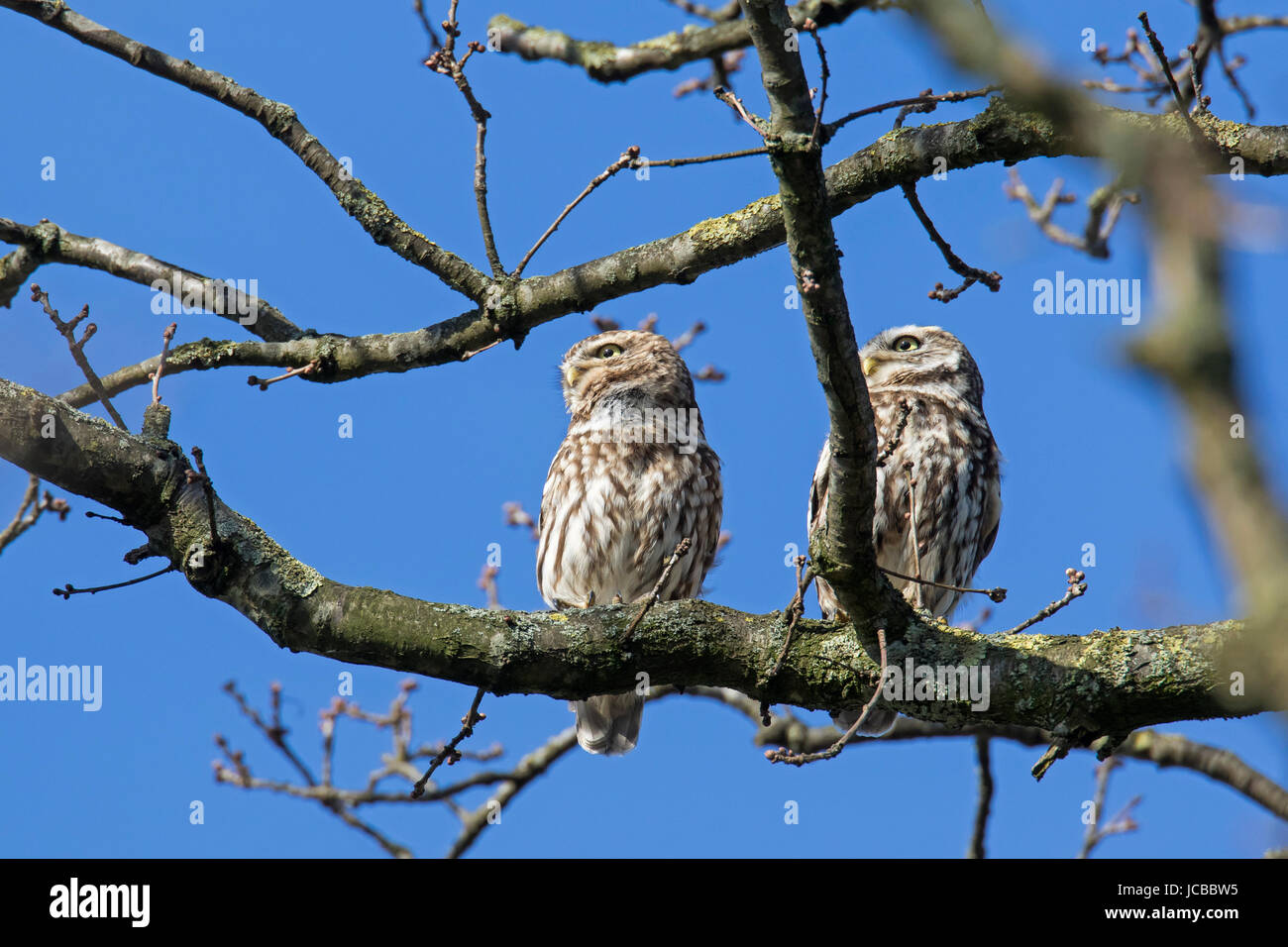 Steinkauz (Athene Noctua) paar thront im Baum im Frühling Stockfoto