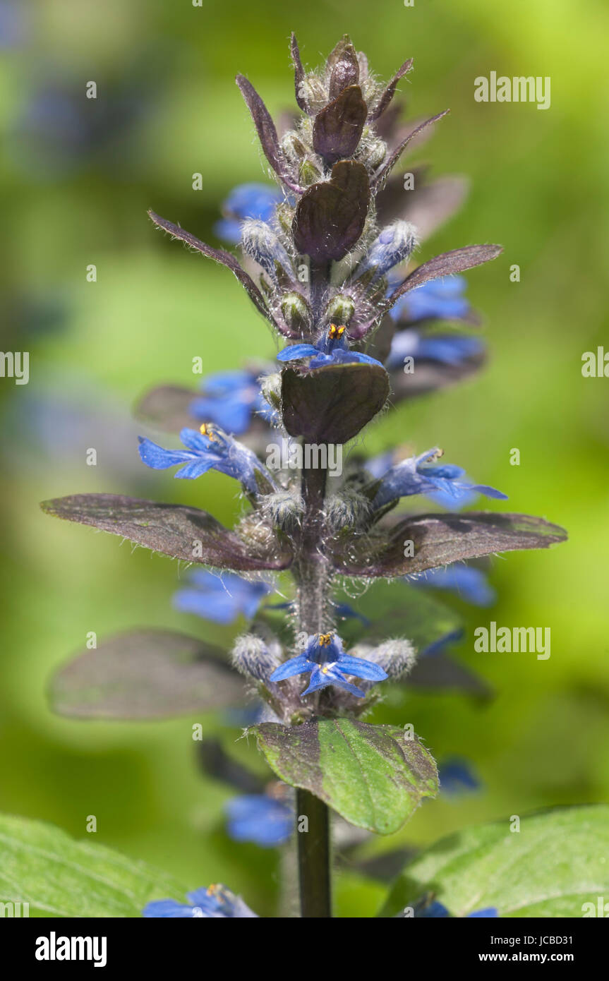 Ajuga Reptans Blüten, Nahaufnahme Schuss, lokalem Fokus Stockfoto