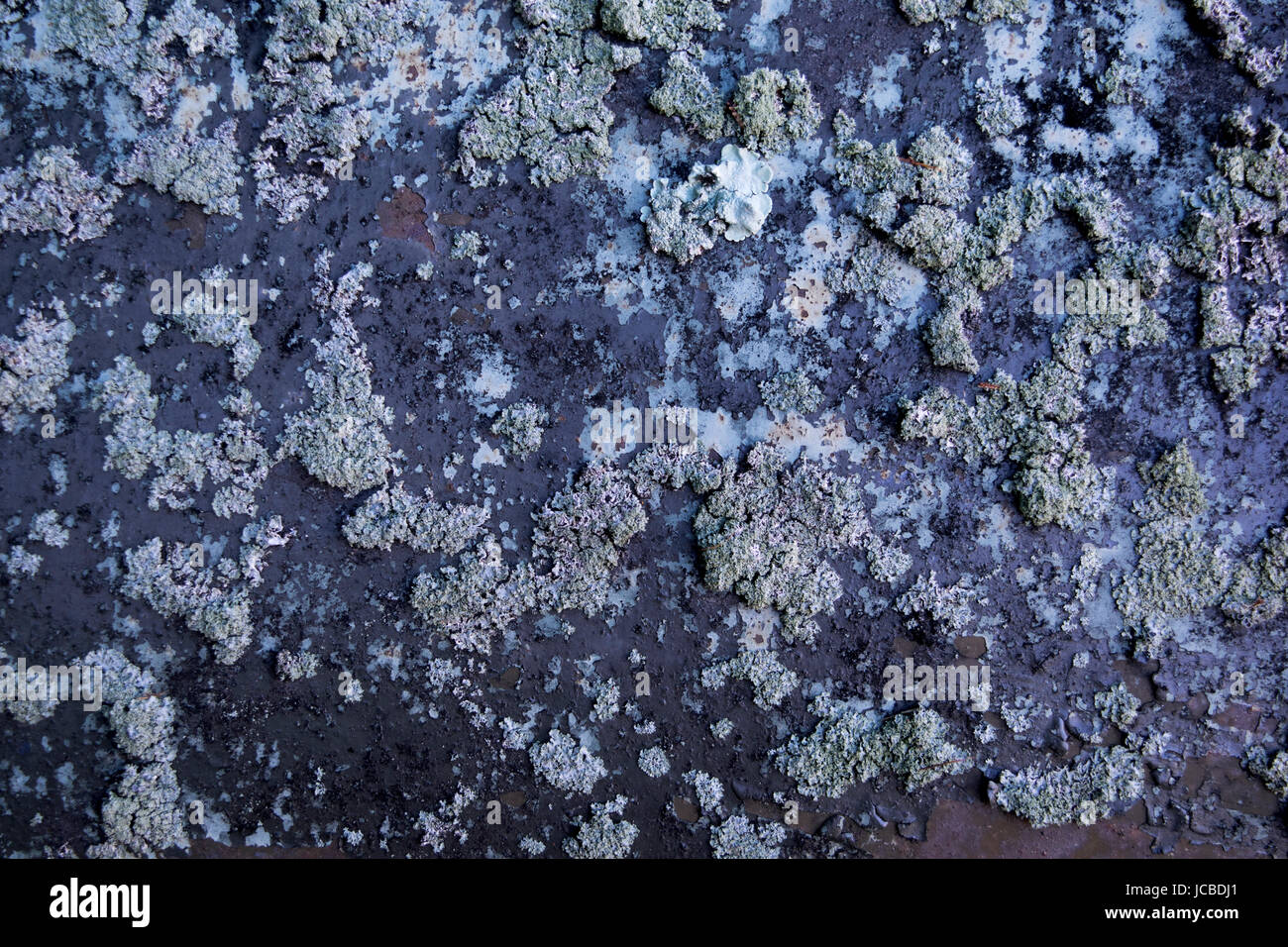 Flechten wachsen auf altem Metall Stockfoto