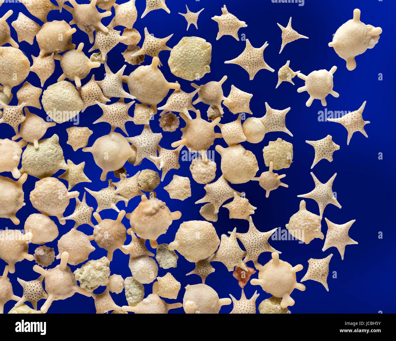 Foraminiferen, Star Sand, Krebsen, Iriomote und Taketomi Inseln in Okinawa, Japan, Baculogypsina Sphaerulata, hohe Makro Bild Stockfoto