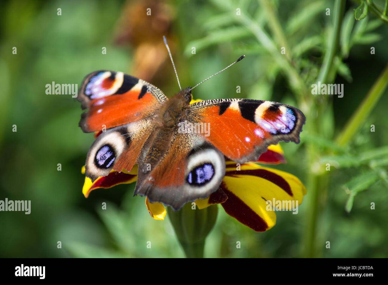 Tagpfauenauge auf rote und gelbe Blume Stockfoto
