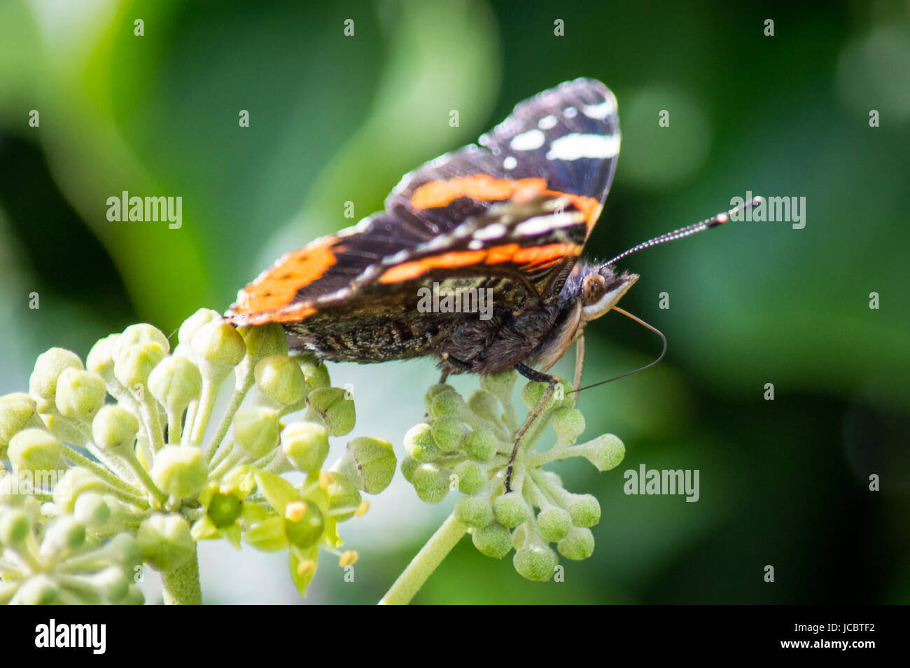 Red Admiral Schmetterling von der Seite auf einem Efeu Blume Stockfoto